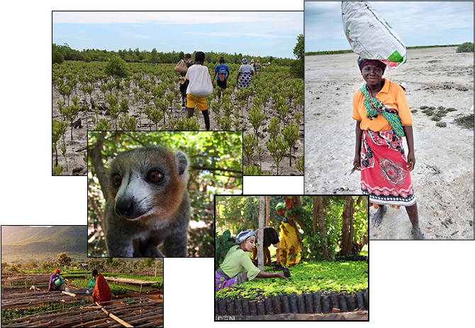 A tree is planted for every bottle purchased