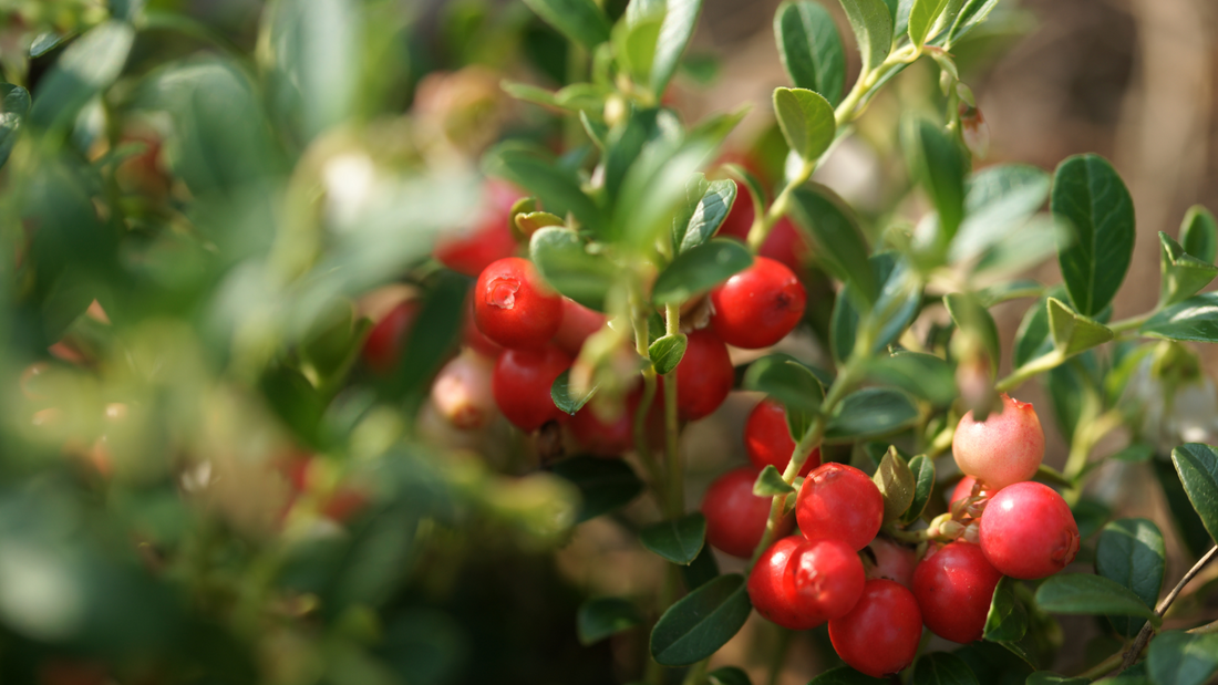 Cranberry Benefits: Key Health Perks and Supplementation Tips