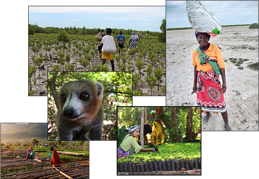 A tree is planted for every bottle purchased
