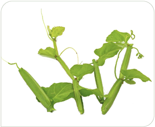 Cissus Quadrangularis 1000mg