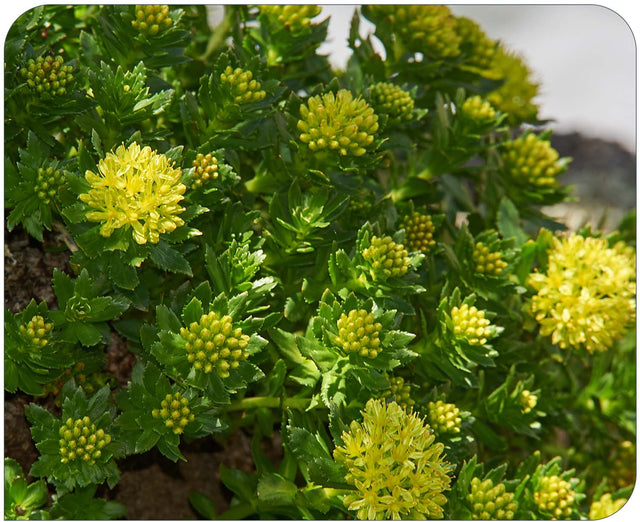 Rhodiola Root 2000mg