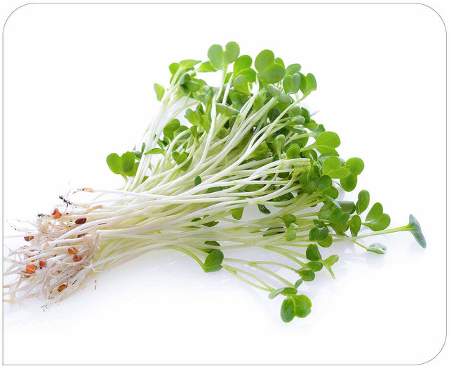 Alfalfa Sprout Extract